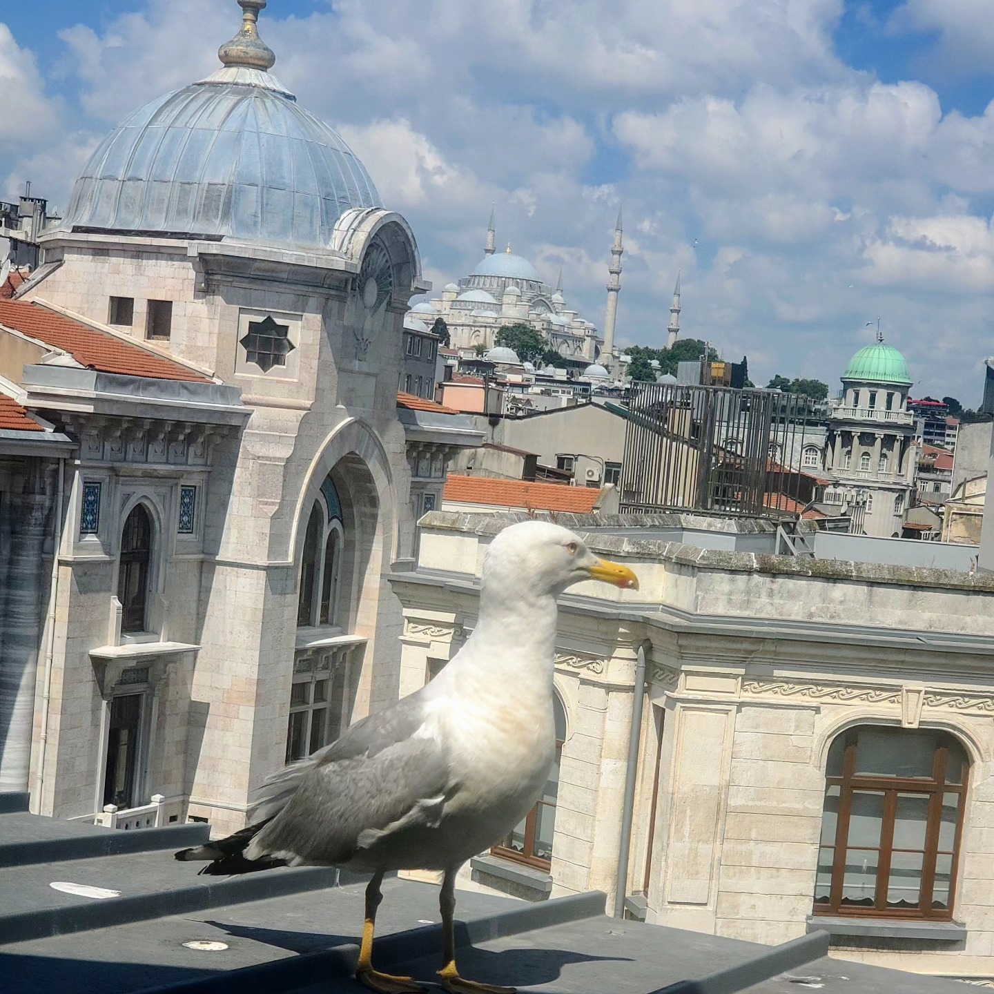 Friendly Bird