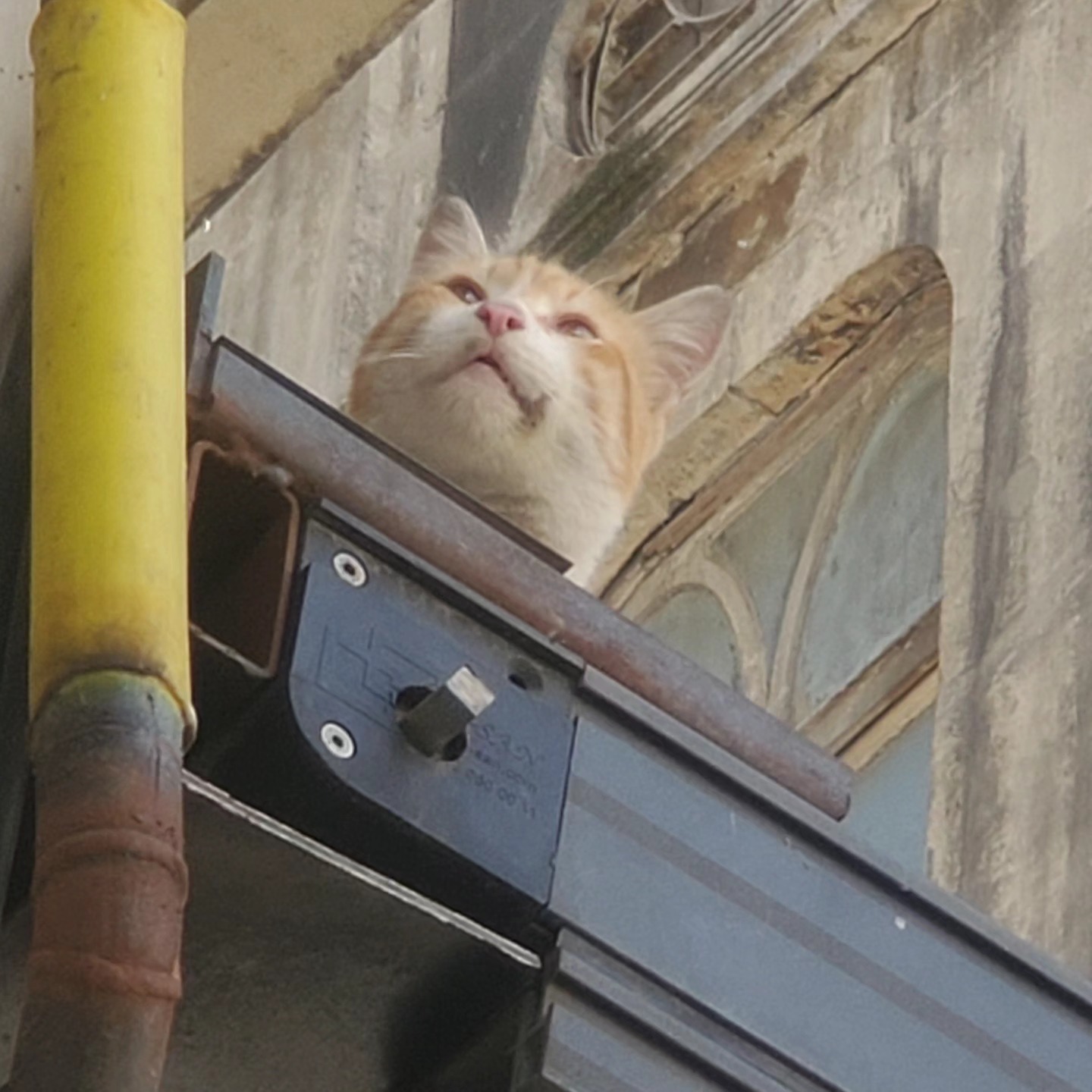 Cat on a Roof