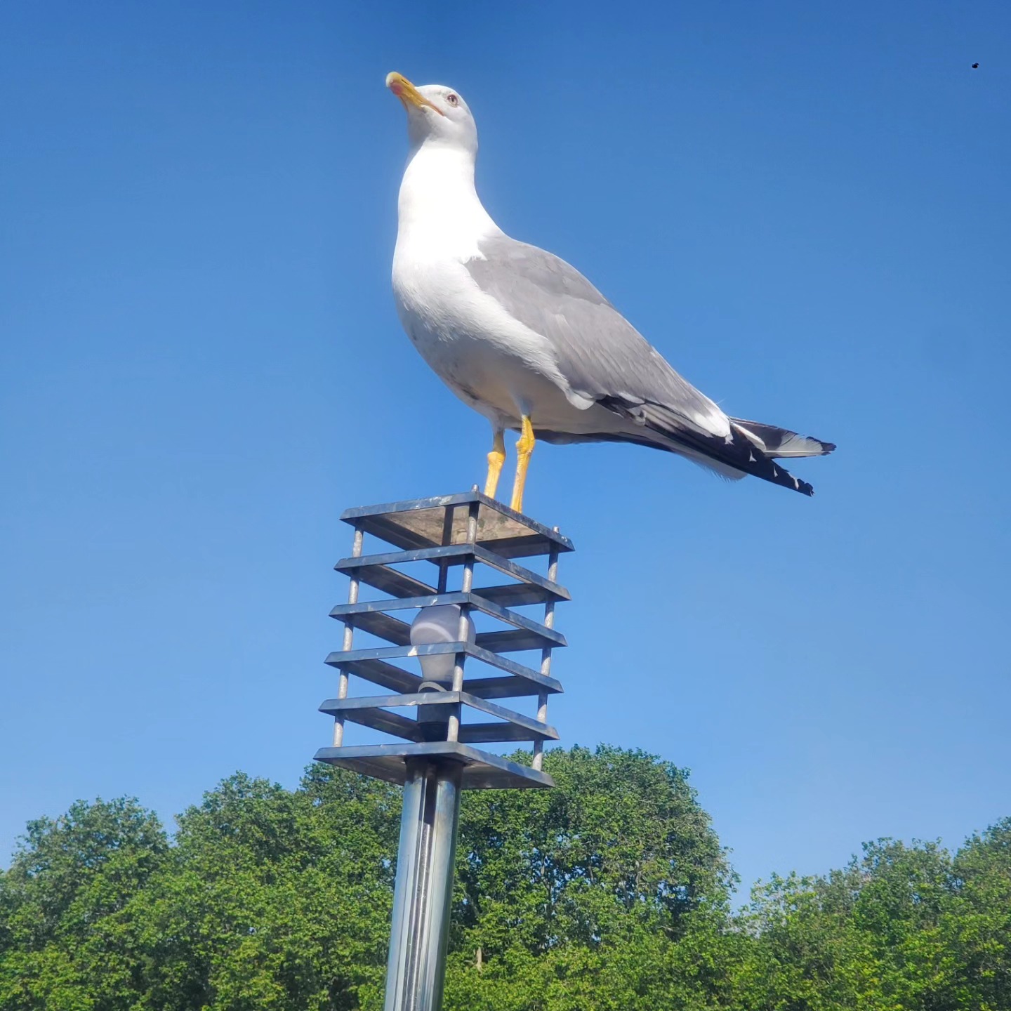 Carefree Seagulls